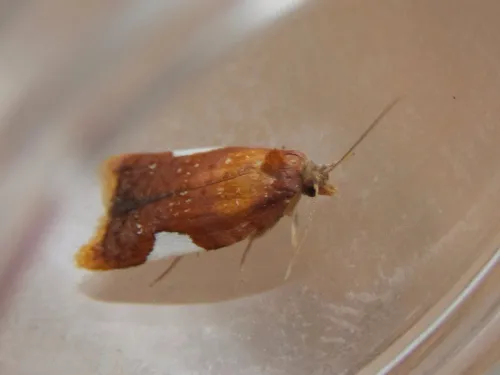 Acleris holmiana - photo 4