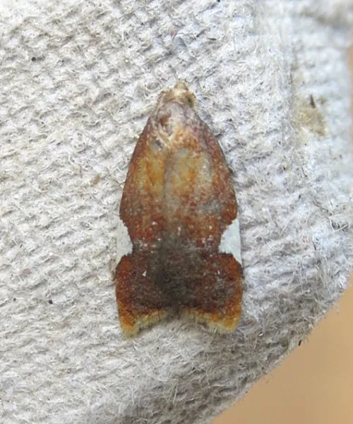 Acleris holmiana - photo 5