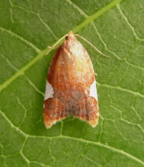 Acleris holmiana - photo 6
