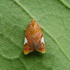 Acleris holmiana - photo 7
