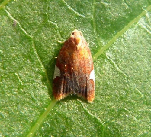 Acleris holmiana - photo 8