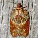 Acleris inana of authors (not Robinson, 1869) - Hodges#3551.01 - photo 2