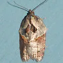 Acleris inana of authors (not Robinson, 1869) - Hodges#3551.01 - photo 3