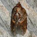 Acleris inana of authors (not Robinson, 1869) - Hodges#3551.01 - photo 4