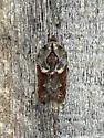 Acleris inana of authors (not Robinson, 1869) - Hodges#3551.01 - photo 5