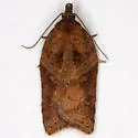 Acleris keiferi - Hodges#3535 - photo 2