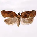 Acleris keiferi - Hodges#3535 - photo 3