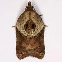 Acleris keiferi - Hodges#3535 - photo 4