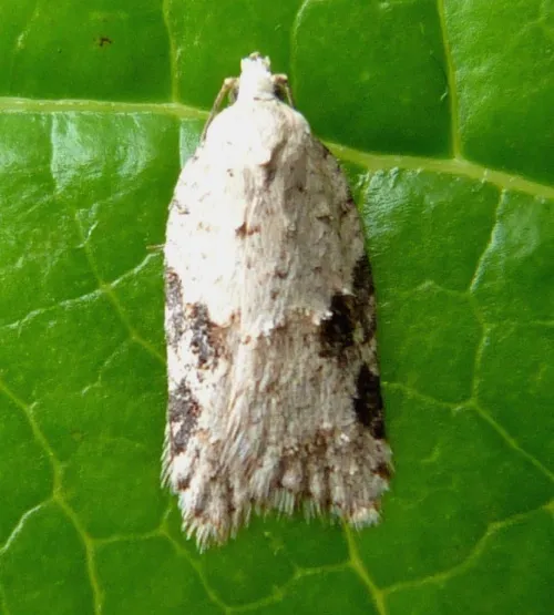 Acleris kochiella