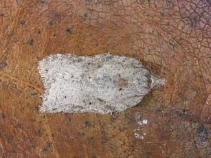 Acleris kochiella - photo 2