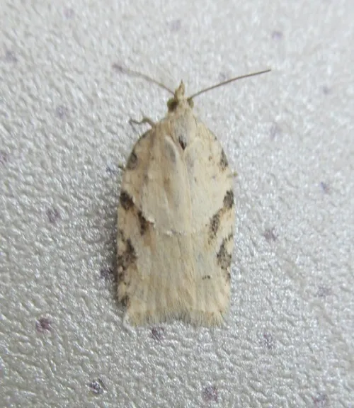Acleris kochiella - photo 3