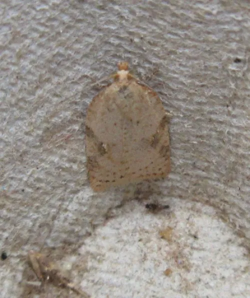 Acleris kochiella - photo 4