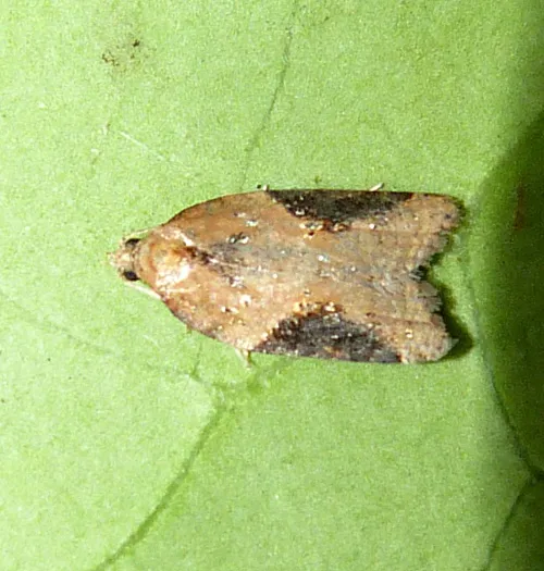 Acleris laterana