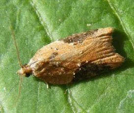 Acleris laterana - photo 2