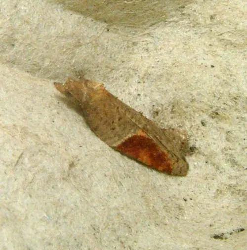 Acleris laterana - photo 3