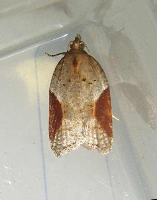 Acleris laterana - photo 4