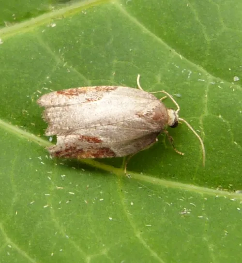 Acleris laterana - photo 5