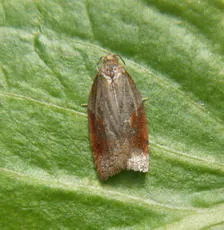 Acleris laterana - photo 6