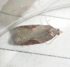 Acleris laterana - photo 7