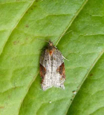 Acleris laterana - photo 8