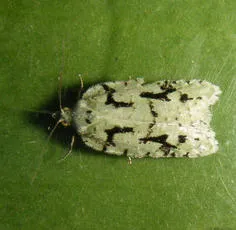 Acleris literana
