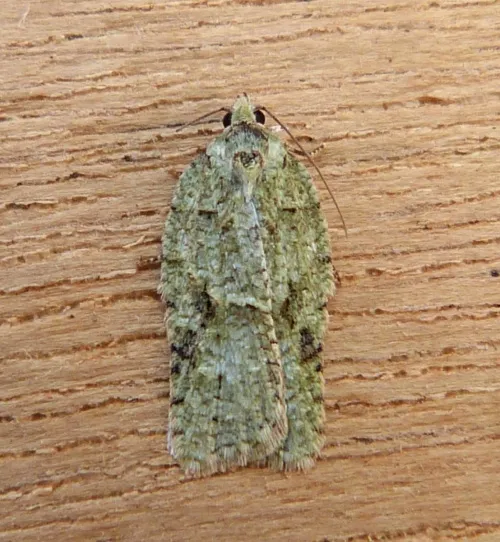 Acleris literana - photo 2