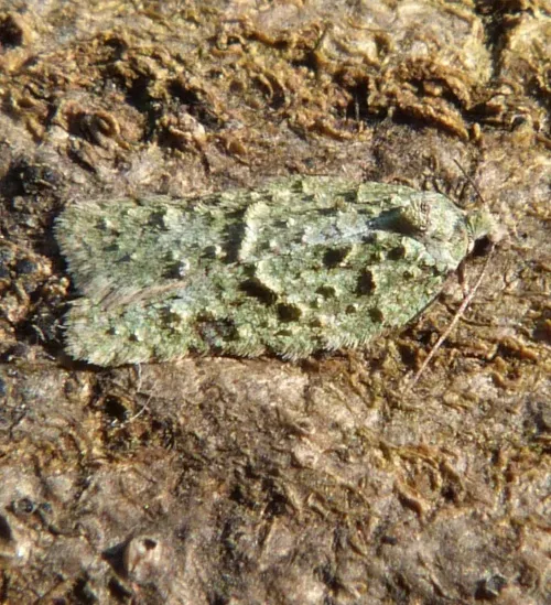 Acleris literana - photo 3