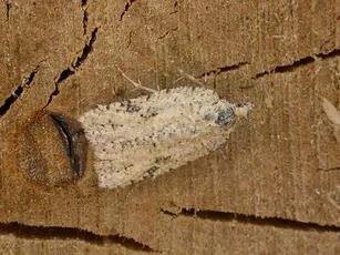 Acleris literana - photo 4