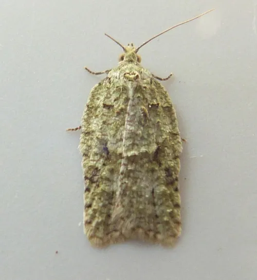 Acleris literana - photo 5