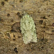 Acleris literana - photo 6
