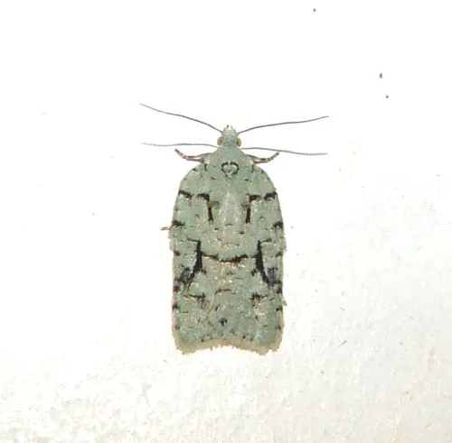 Acleris literana - photo 7
