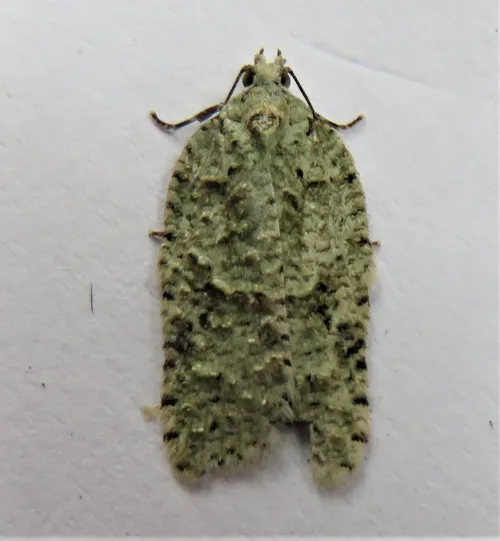 Acleris literana - photo 8