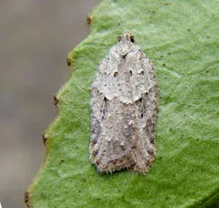 Acleris logiana