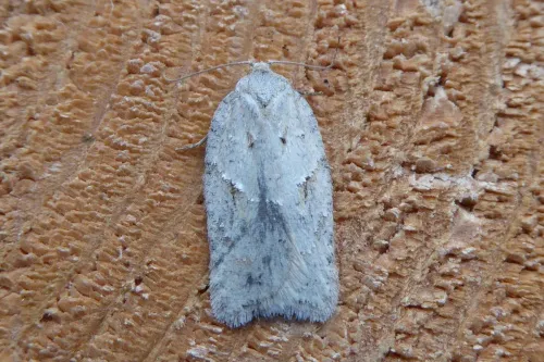 Acleris logiana - photo 2