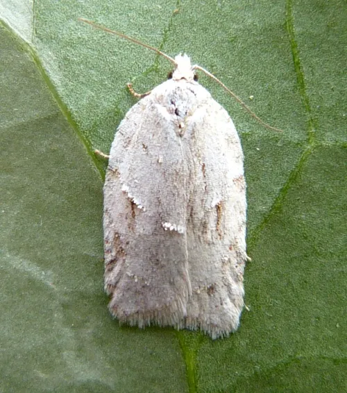 Acleris logiana - photo 3