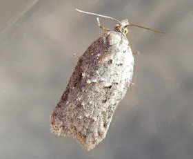 Acleris logiana - photo 4
