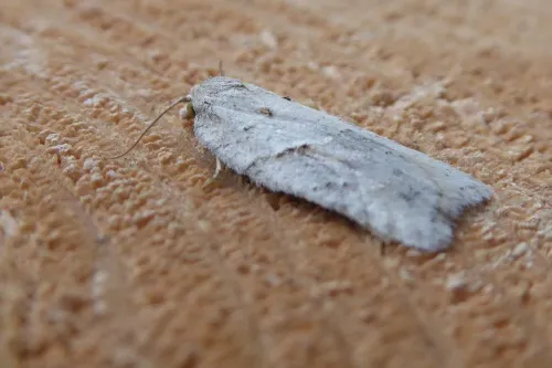 Acleris logiana - photo 5