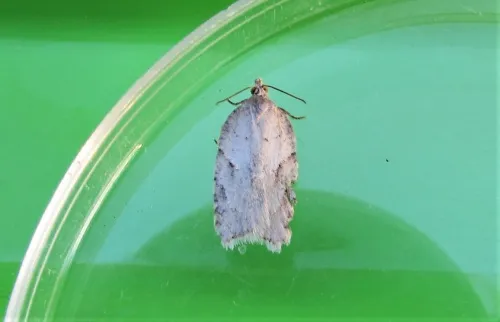 Acleris logiana - photo 6