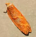 Acleris maccana - Hodges#3549