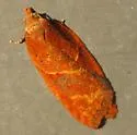 Acleris maccana - Hodges#3549 - photo 2