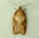 Acleris maccana - Hodges#3549 - photo 3