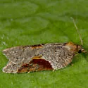 Acleris macdunnoughi - Hodges#3506