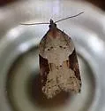 Acleris macdunnoughi - Hodges#3506 - photo 2