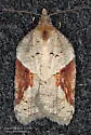 Acleris macdunnoughi - Hodges#3506 - photo 3
