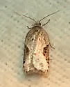 Acleris macdunnoughi - Hodges#3506 - photo 4