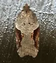 Acleris macdunnoughi - Hodges#3506 - photo 5