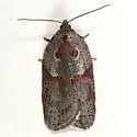 Stained-back Leafroller - Hodges#3543