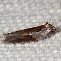 Stained-back Leafroller - Hodges#3543 - photo 2