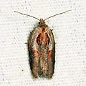 Stained-back Leafroller - Hodges#3543 - photo 4