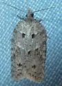 Acleris maximana - Hodges#3557 - photo 2
